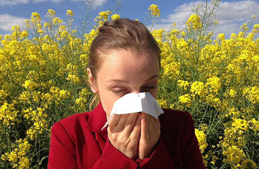 alergija, polen, pancevo